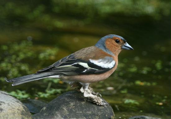 Chaffinch <i>Fringilla coelebs</i>