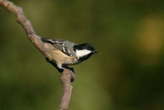 Coal Tit <i>Periparus ater</i>