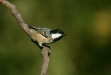 Coal Tit