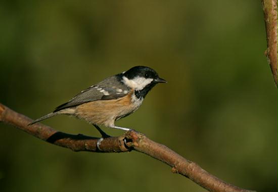 Coal Tit <i>Periparus ater</i>