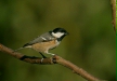 Coal Tit