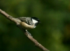 Coal Tit