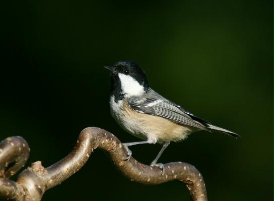 Coal Tit <i>Periparus ater</i>