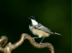 Coal Tit