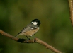 Coal Tit