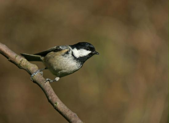 Coal Tit <i>Periparus ater</i>