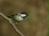 Coal Tit