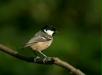 Coal Tit