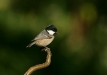 Coal Tit