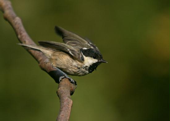 Coal Tit <i>Periparus ater</i>
