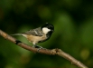 Coal Tit