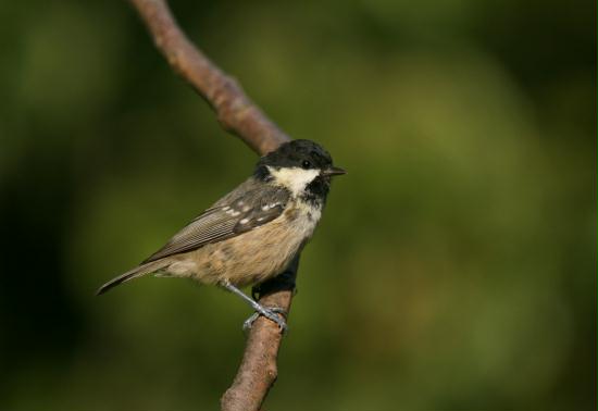 Coal Tit <i>Periparus ater</i>