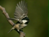 Coal Tit