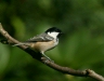 Coal Tit