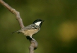 Coal Tit