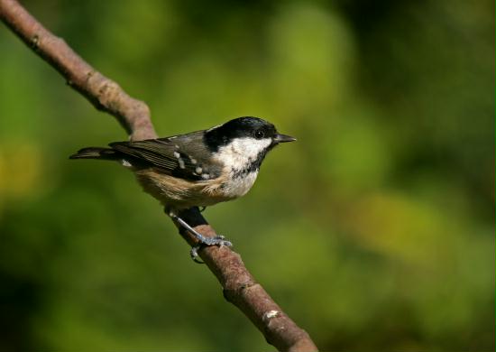 Coal Tit <i>Periparus ater</i>