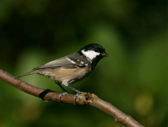 Coal Tit <i>Periparus ater</i>