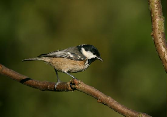 Coal Tit <i>Periparus ater</i>