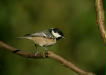 Coal Tit