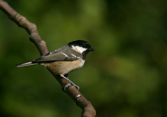 Coal Tit <i>Periparus ater</i>