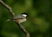Coal Tit