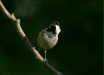 Coal Tit