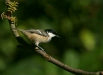 Coal Tit