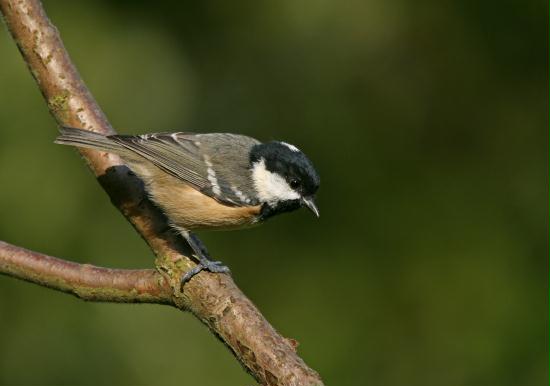 Coal Tit <i>Periparus ater</i>