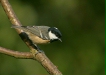 Coal Tit