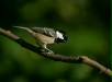 Coal Tit
