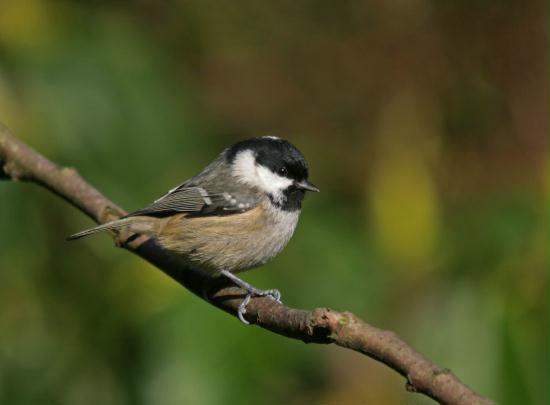 Coal Tit <i>Periparus ater</i>