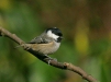 Coal Tit