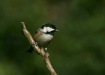 Coal Tit
