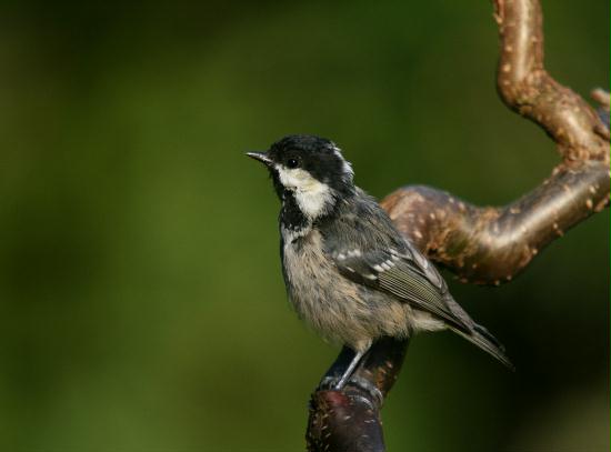 Coal Tit <i>Periparus ater</i>
