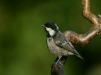 Coal Tit