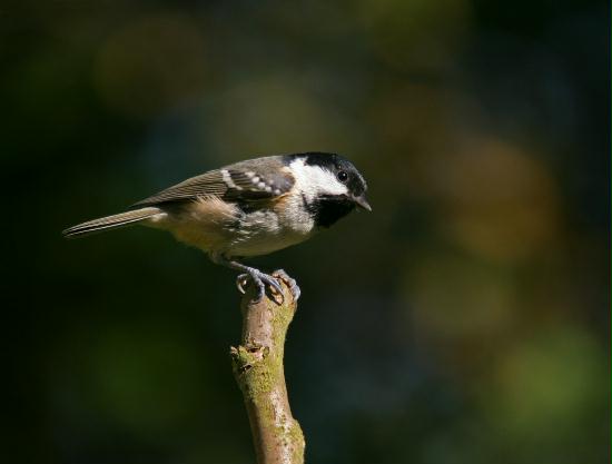 Coal Tit <i>Periparus ater</i>