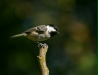Coal Tit