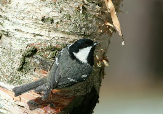 Coal Tit <i>Periparus ater</i>