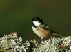 Coal Tit