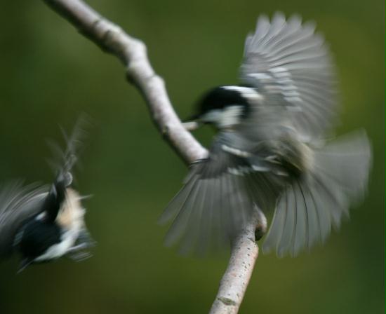 Coal Tit <i>Periparus ater</i>