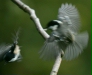 Coal Tit