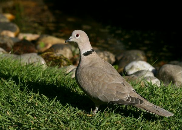 Collared Dove <i>Streptopelia decaocto</i>