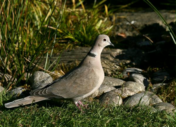 Collared Dove <i>Streptopelia decaocto</i>