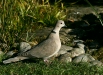 Collared Dove