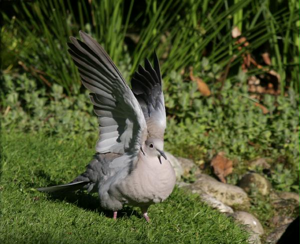 Collared Dove <i>Streptopelia decaocto</i>