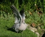 Collared Dove