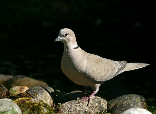 Collared Dove <i>Streptopelia decaocto</i>