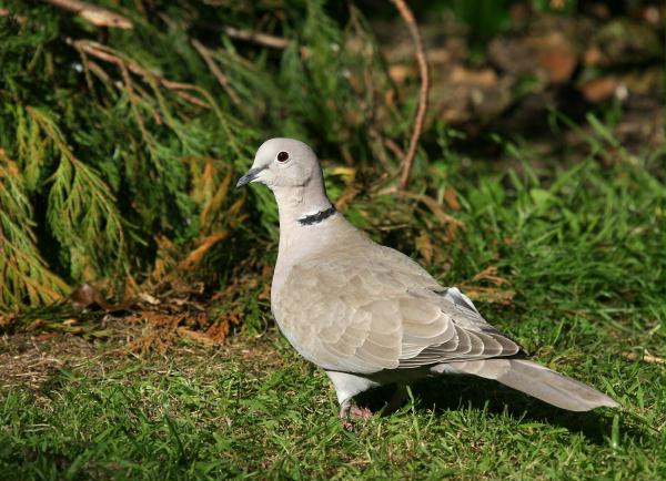 Collared Dove <i>Streptopelia decaocto</i>