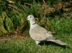 Collared Dove