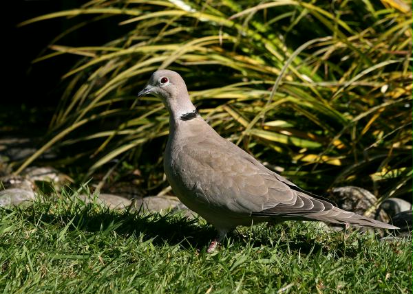Collared Dove <i>Streptopelia decaocto</i>